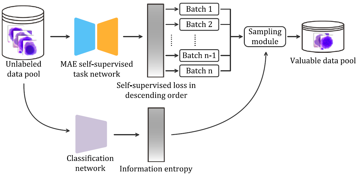 A blood cell classification method based on MAE and active learning