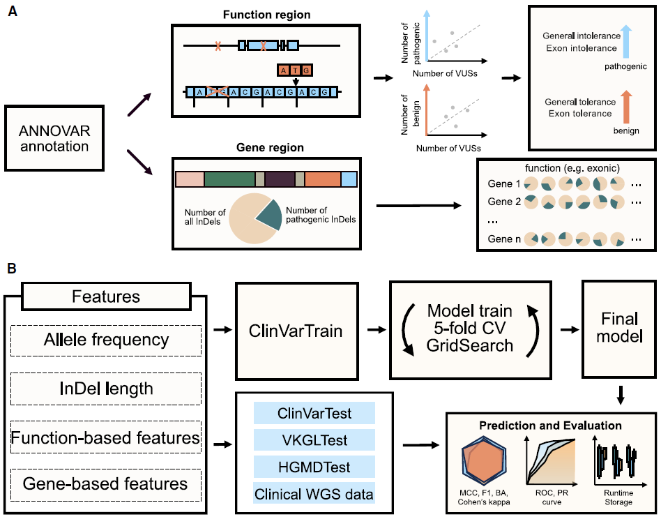 INDELpred: Improving the prediction and interpretation of indel pathogenicity within the clinical genome